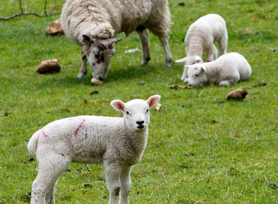 LOIRE. La ferme de Zoonat : mini-animaux, maxi-affection